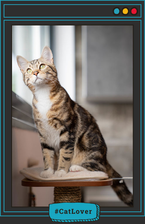 húmedo gatos